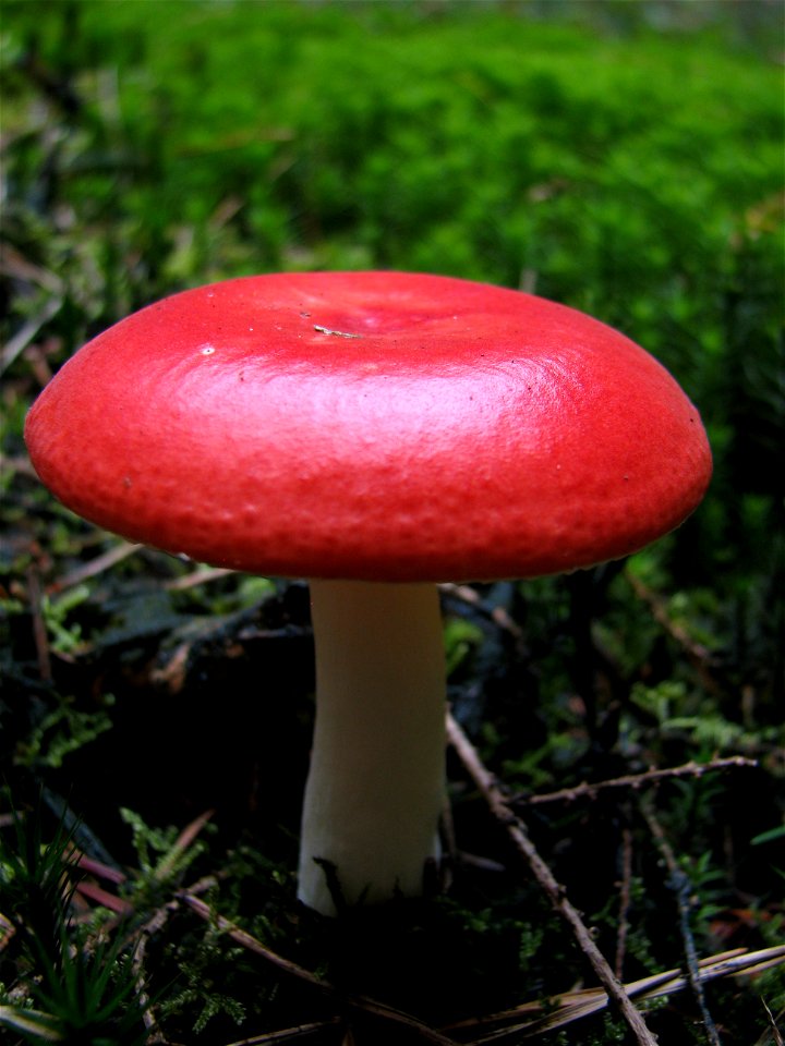 mushroom