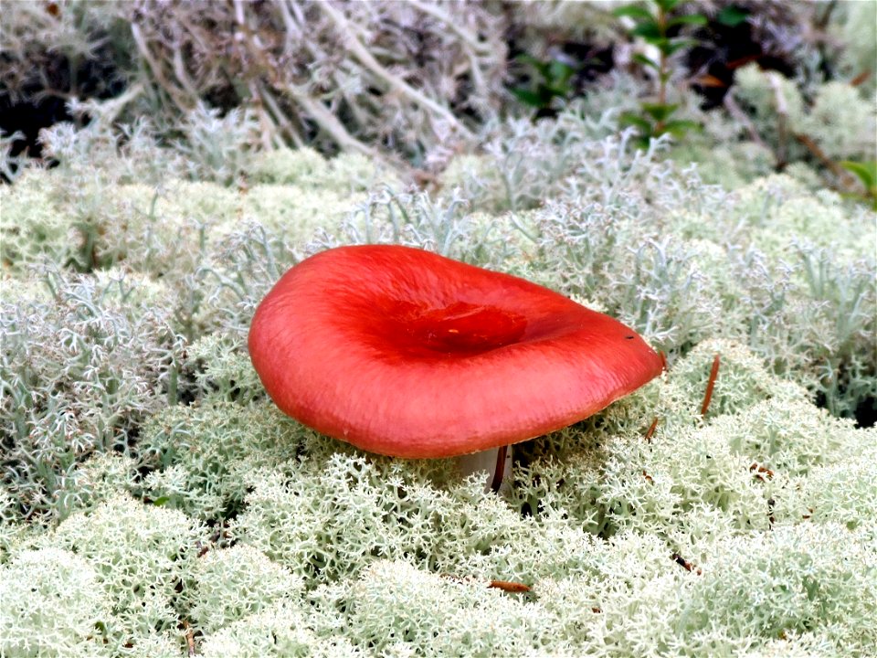 Russula emetica in the middle of Cladonia stellaris and Cladonia rangiferina in Haukipudas, Finland.