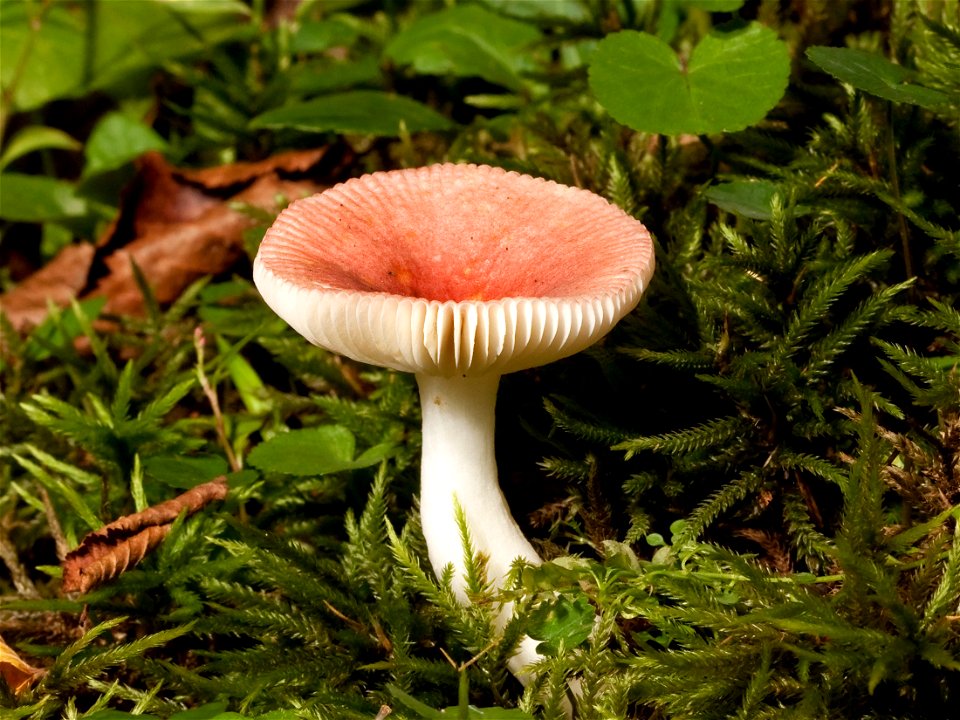 Russula mushroom found in the Great Smoky Mountains National Park. Possibly Russula emetica or Russula roseipes.