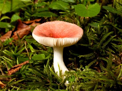 Russula mushroom found in the Great Smoky Mountains National Park. Possibly Russula emetica or Russula roseipes. photo