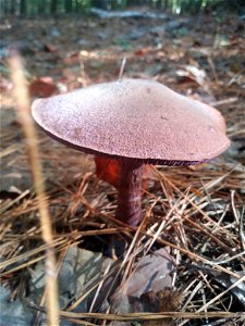 violet webcap (Cortinarius violaceus)