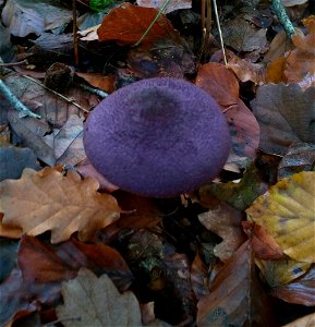 violet webcap (Cortinarius violaceus)