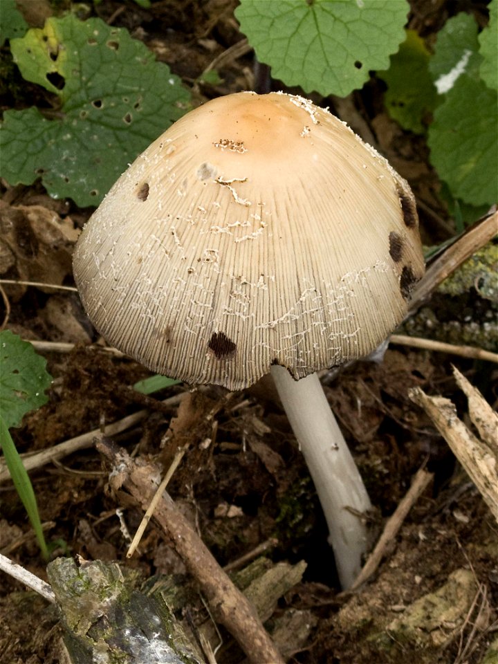 Coprinopsis atramentaria (formerly Coprinus atramentarius), Common Ink Cap, light woodland, English Midlands, 2 April 2011