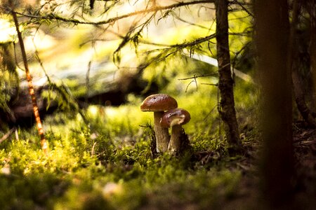 Autumn mushrooms red photo