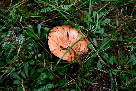 Lactarius_deliciosus photo