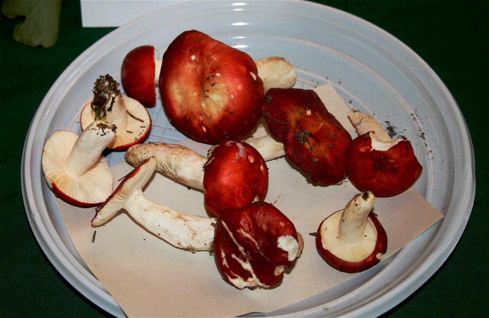 Russula emetica at the 12-th countrywide mushroom exhibition 2008, Žofín, Prague, Czech Republic