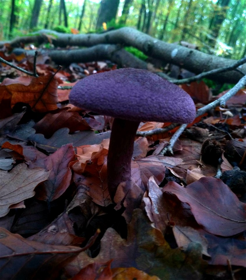 violet webcap (Cortinarius violaceus)