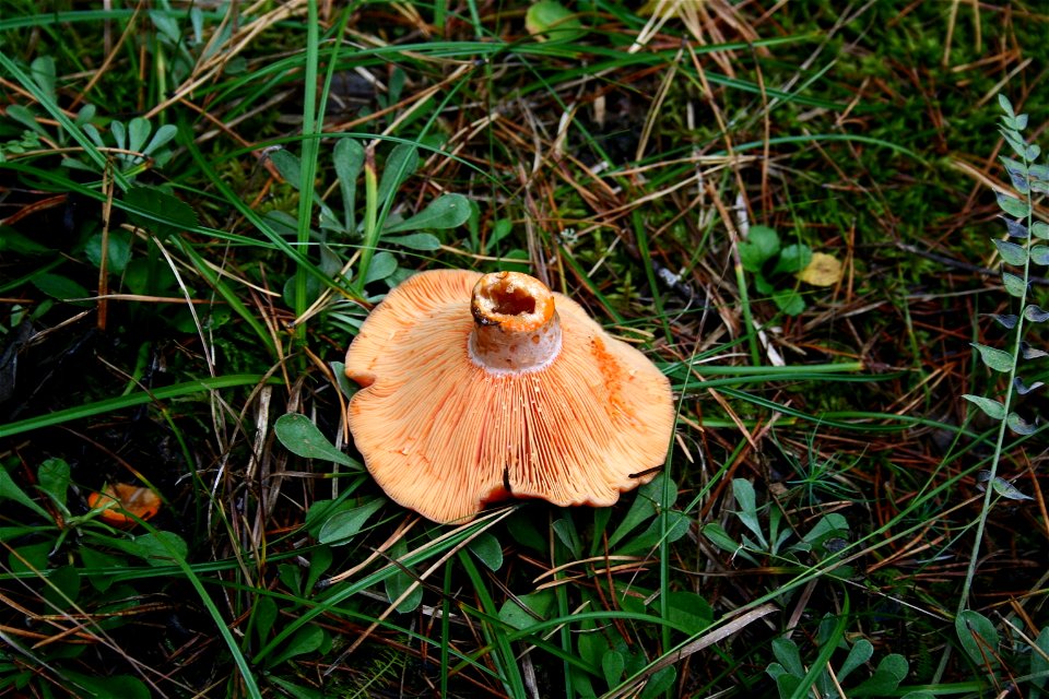 Lactarius_deliciosus