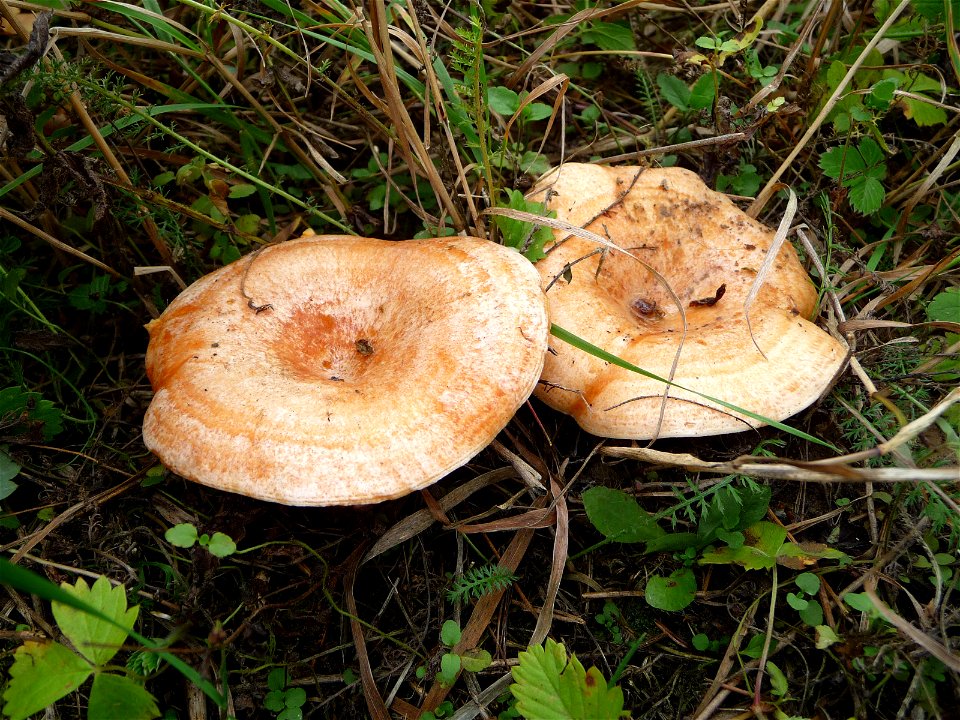Saffron milk cap (Lactarius deliciosus). Ukraine.