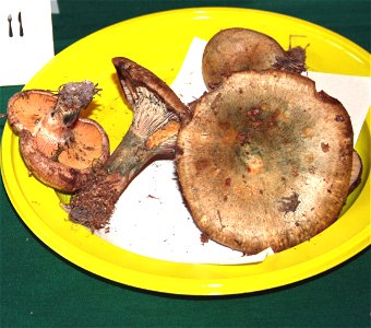 Lactarius quieticolor on Prague international mushroom exhibition 2008, Czech Republic
