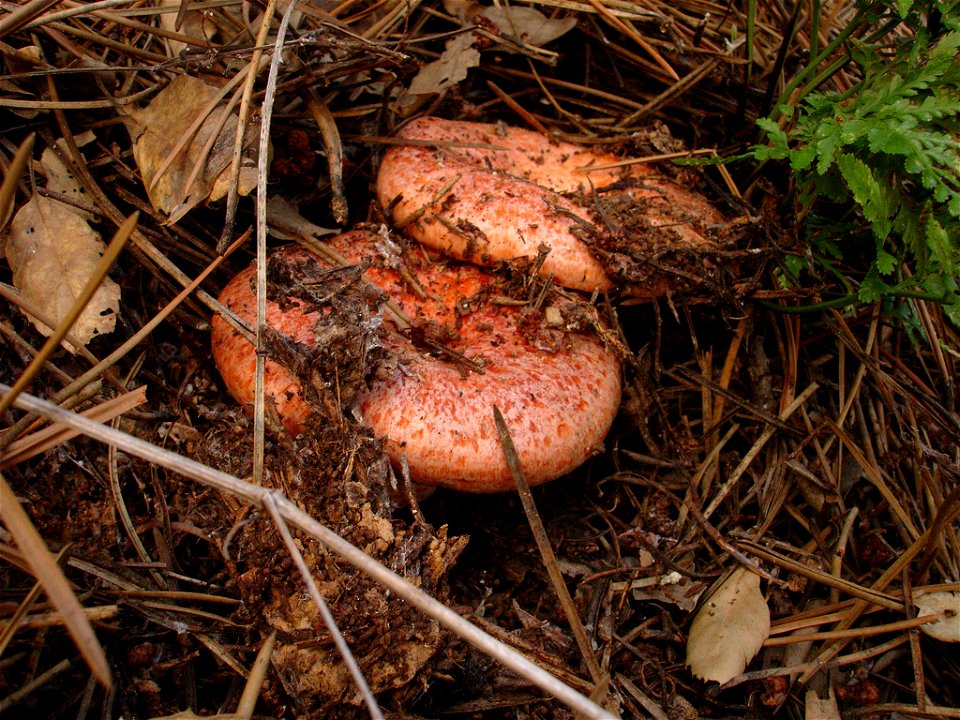 Picture of Rovellons, esclata-sangs,niscalos