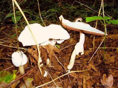 mushroom (agaricus campester)