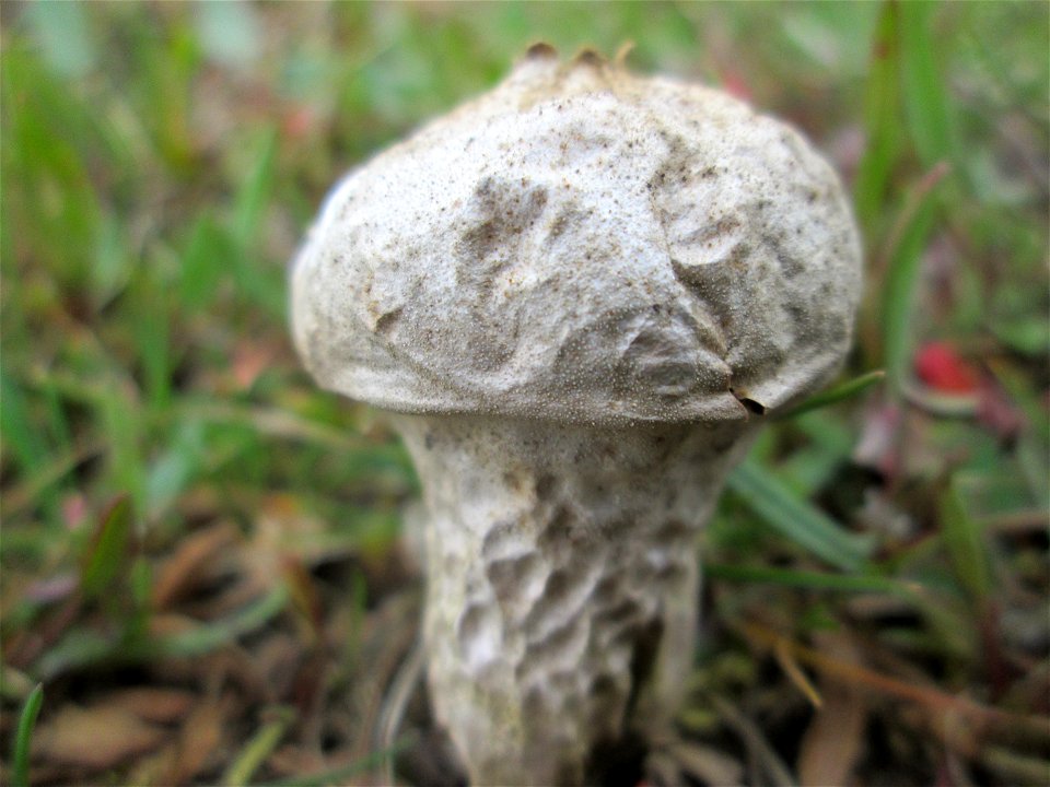 Flaschen-Stäubling (Lycoperdon perlatum) auf einer Parkplatzwiese in Hockenheim