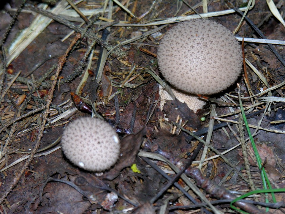 Karpotasis pumpotaukšlis (Lycoperdon perlatum). Fam. Lycoperdaceae
Foto: Algirdas, 2005 m., Lietuva