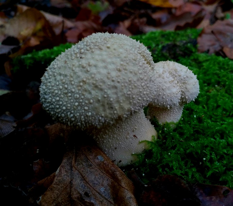 common puffball (Lycoperdon perlatum)