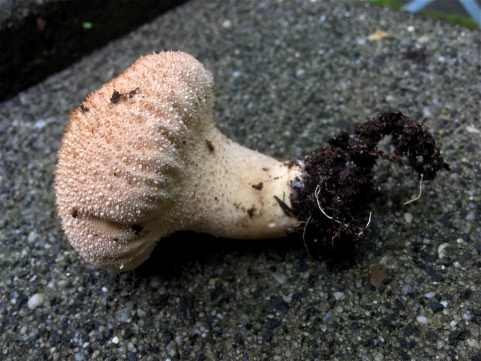 common puffball (Lycoperdon perlatum)