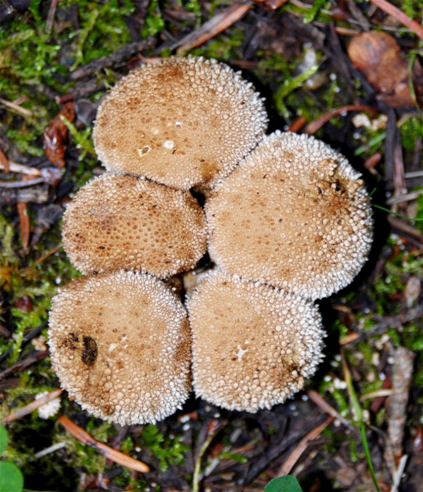 common puffball (Lycoperdon perlatum)
