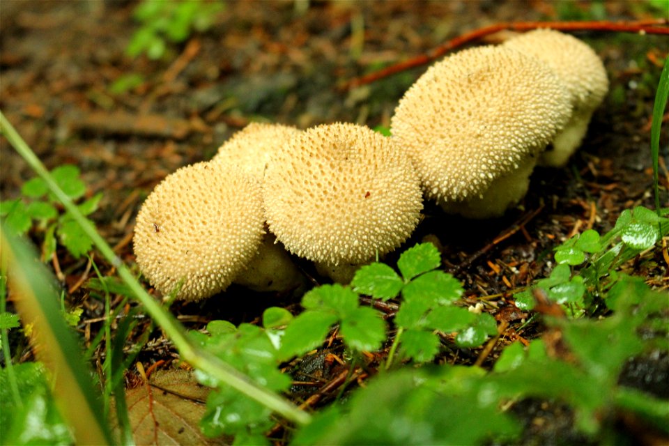 common puffball (Lycoperdon perlatum)