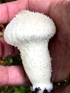 common puffball (Lycoperdon perlatum)