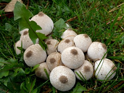 common puffball (Lycoperdon perlatum)