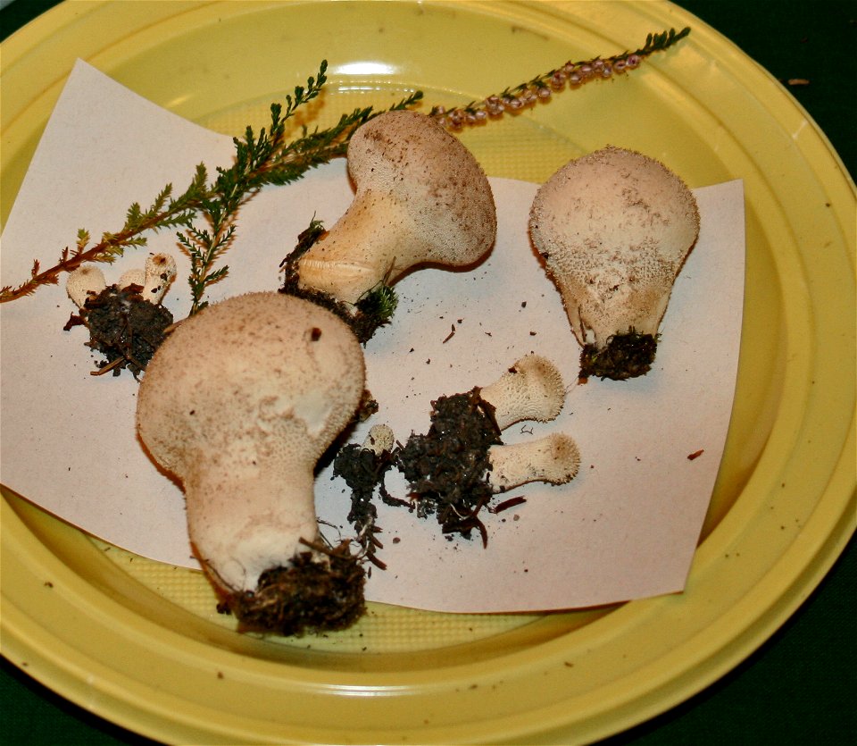 Lycoperdon perlatum on Prague international mushroom exhibition 2008, Czech Republic
