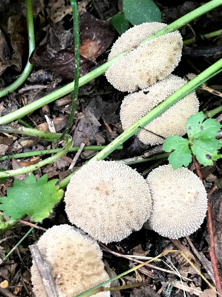 common puffball (Lycoperdon perlatum)