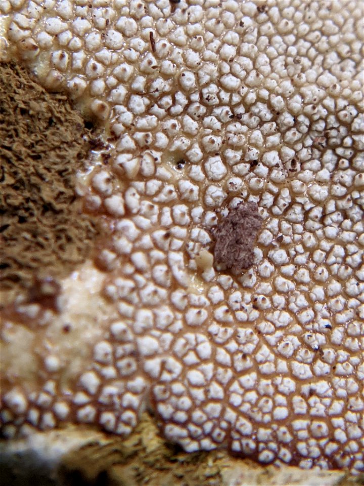 common puffball (Lycoperdon perlatum)
