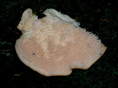 Detail of the Hedgehog Fungus (Hydnum repandum) in Giffordland Glen beechwood photo