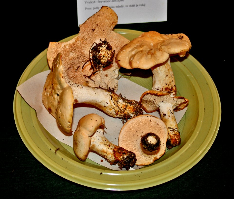 Hydnum repandum on Prague international mushroom exhibition 2008, Czech Republic