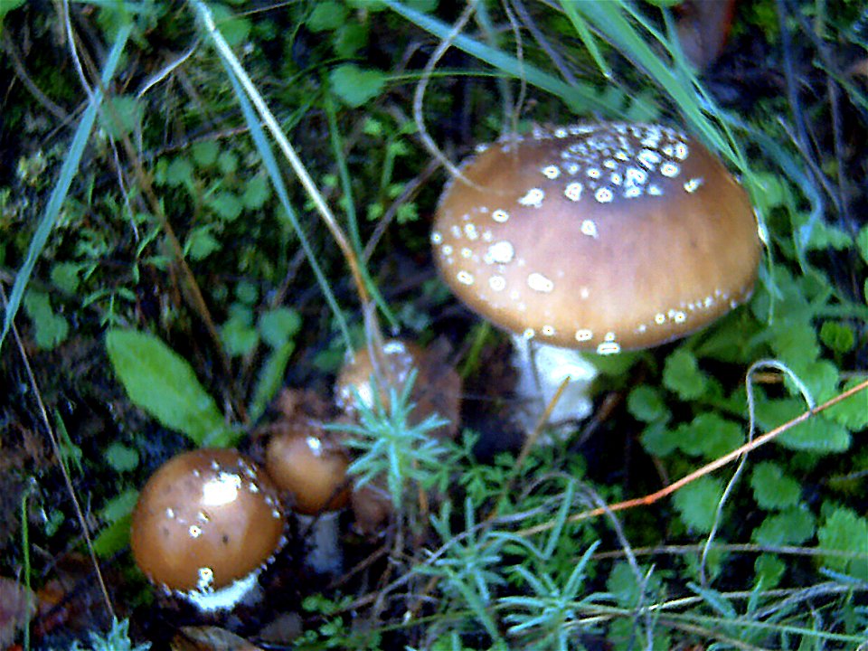 Amanita cetrina, in "La Loma", Solana del Pino, Sierra Madrona, Spain