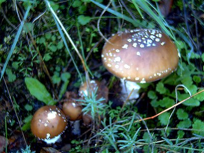 Amanita cetrina, in "La Loma", Solana del Pino, Sierra Madrona, Spain