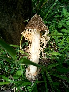 bridal veil stinkhorn (Phallus indusiatus) photo