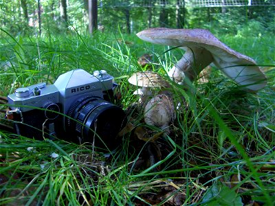 Amanita pantherina - huge fungal fruiting body (about 23cm in diameter). Location: Europe, Poland, Mazovian Voivodship, Podkowa Leśna, garden. photo