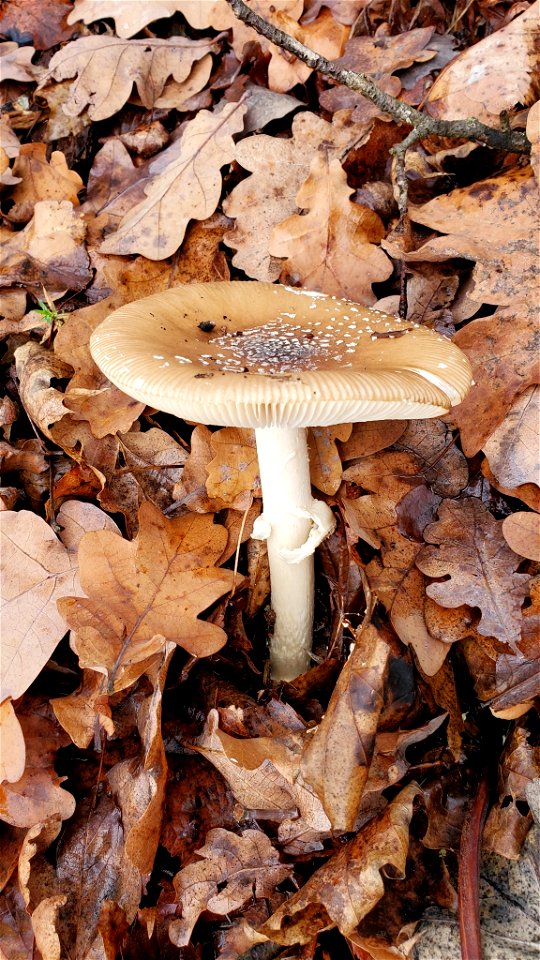 Panthercap (Amanita pantherina)