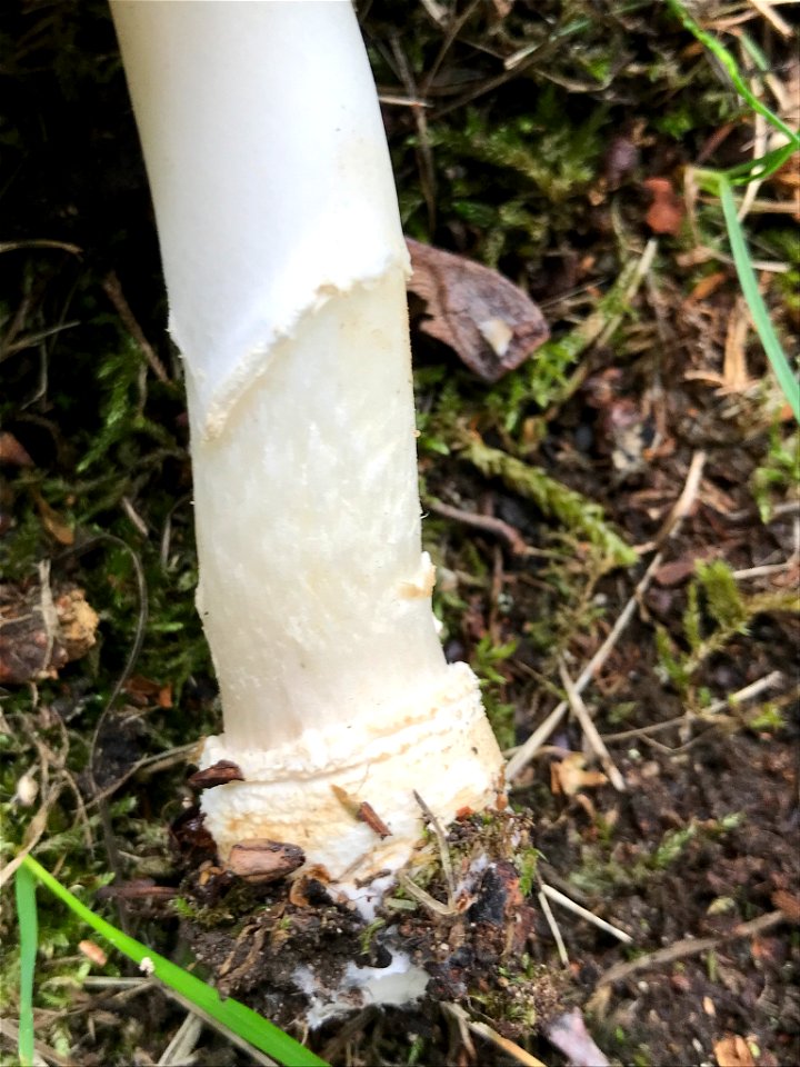 Panthercap (Amanita pantherina)