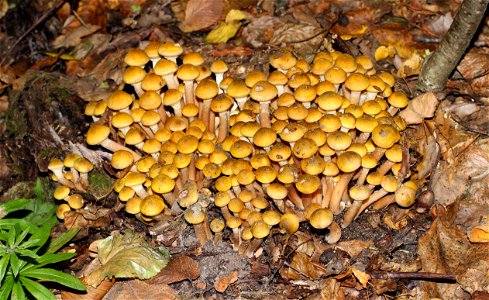 Honey fungus. Ukraine