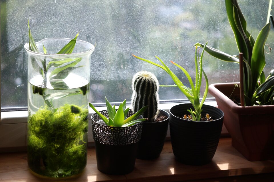 Houseplants pot succulent