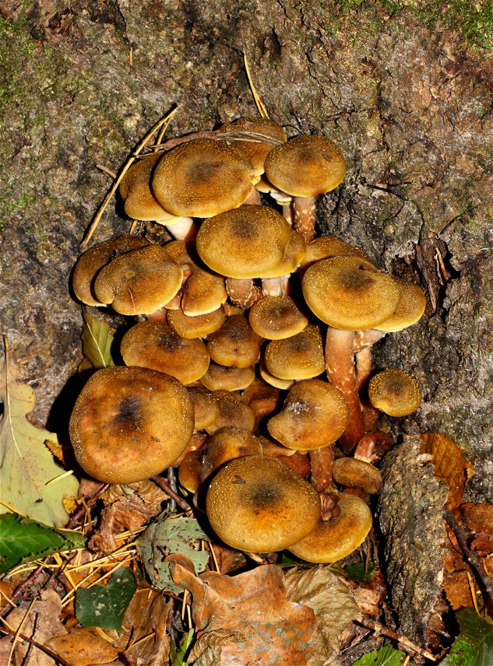 Honey fungus. Ukraine photo