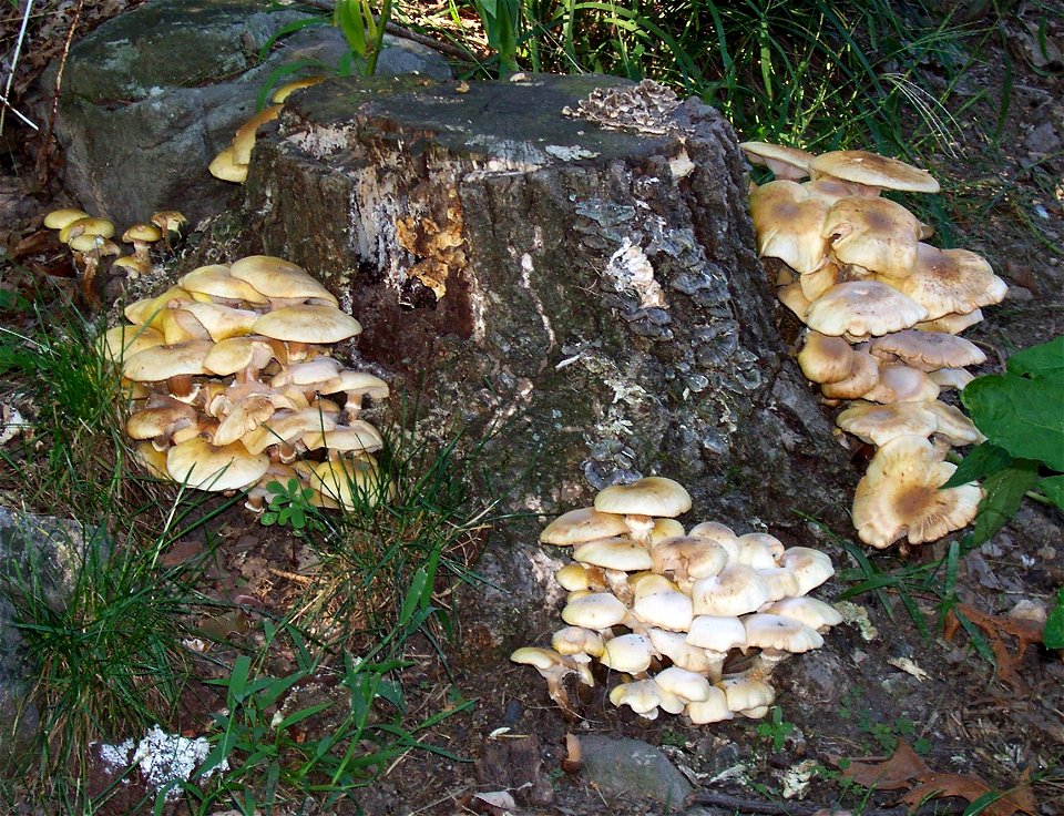 Armillaria mellea on Oak stump