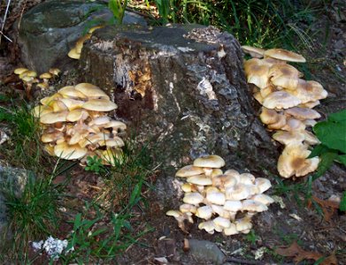 Armillaria mellea on Oak stump photo