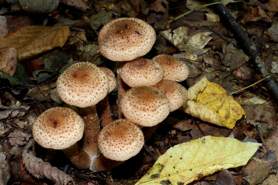 Honey fungus. Ukraine photo