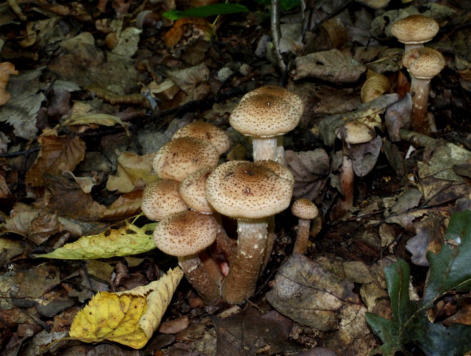 Honey fungus. Ukraine