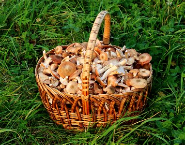 Picked honey fungus (Armillaria mellea) in basket. Trophies of a mushroom hunt. Ukraine.