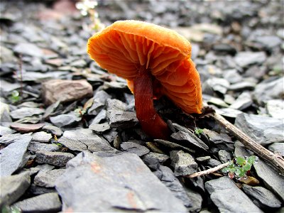 Gift-Häubling (Galerina marginata) auf der Bergehalde Göttelborn photo