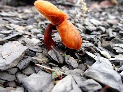 Gift-Häubling (Galerina marginata) auf der Bergehalde Göttelborn photo