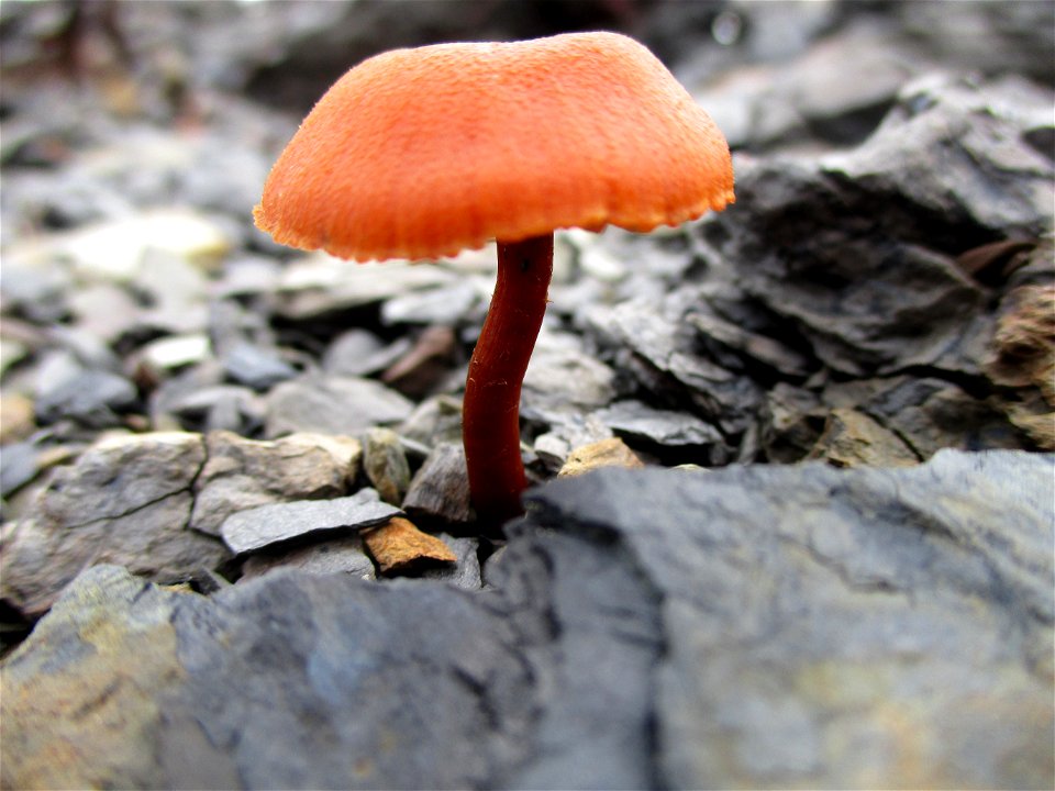 Gift-Häubling (Galerina marginata) auf der Bergehalde Göttelborn