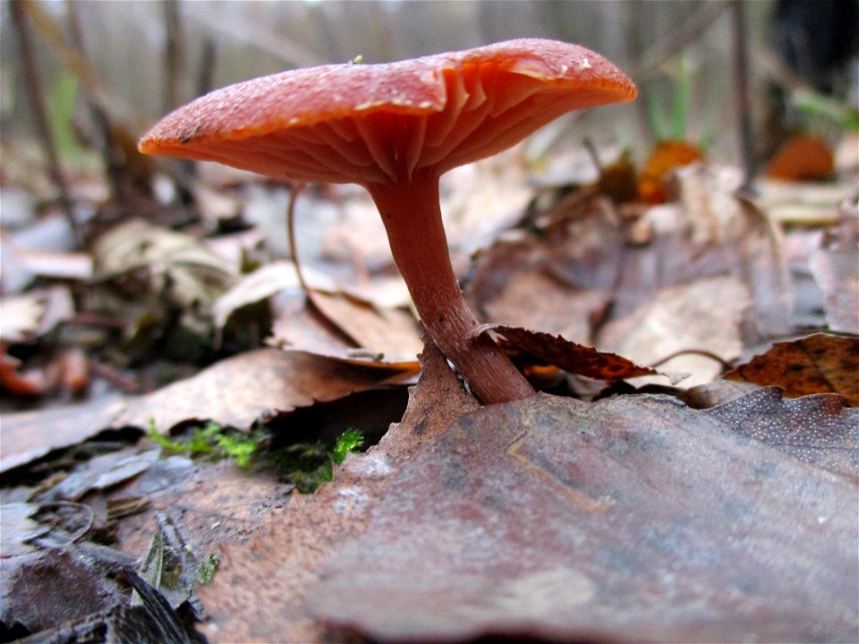 Gift-Häubling (Galerina marginata) auf der Nauwies im Steinbachtal in Malstatt