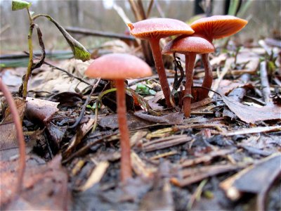 Gift-Häubling (Galerina marginata) auf der Nauwies im Steinbachtal in Malstatt photo