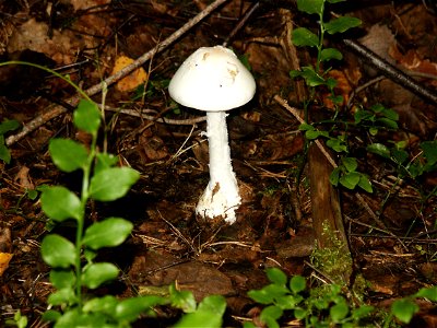 Original summary: "Picture taken by me in autumn -03 near my family home in Ludvika, Sweden. Amanita virosa, aka "Destroying angel"."