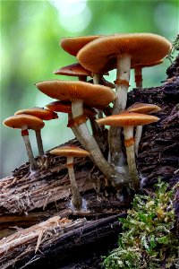 A cluster of Funeral bells (Galerina marginata, Hymenogastraceae, Agaricales), found on a Salix trunk in Niel, Walenhoek (Belgium, October 17th, 2020). Focus bracketing, 46 images (on tripod), assembl photo
